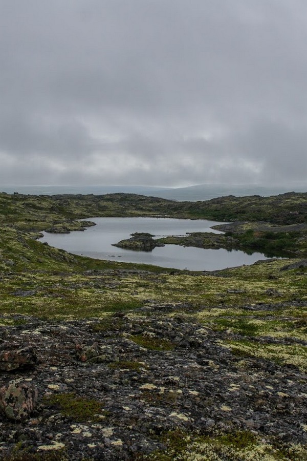 Чёрный мох Муста-Тунтури