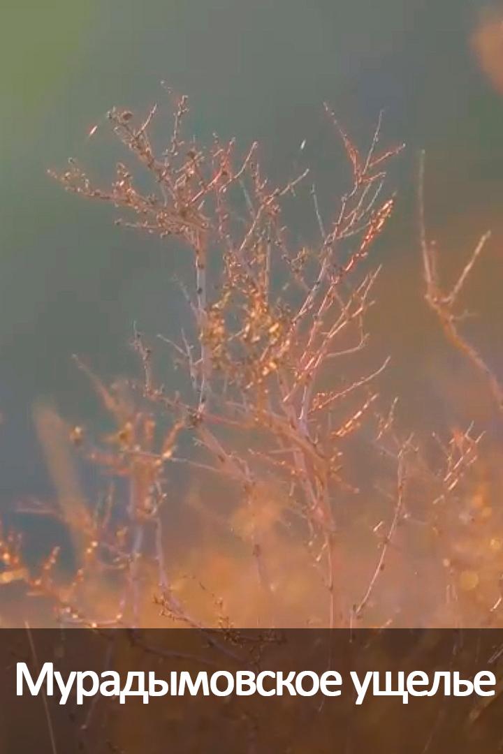 Мурадымовское ущелье