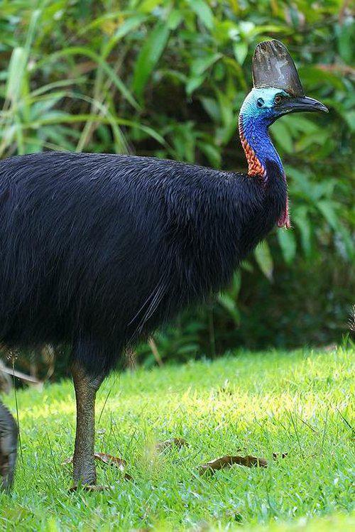 Дикие птицы Австралии