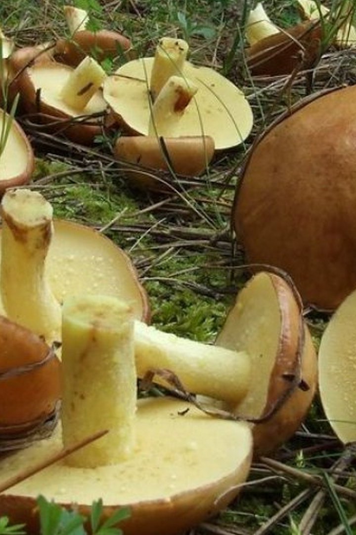 Грибной сезон