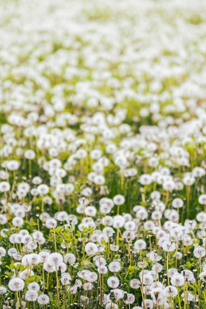 Одуванчики