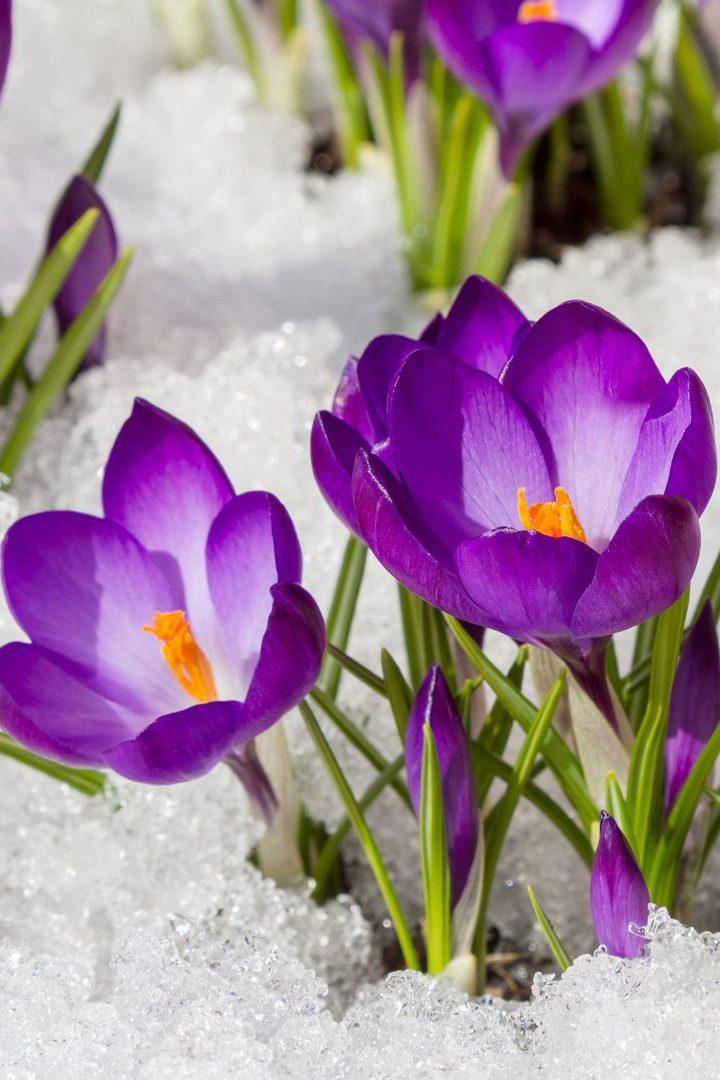 Первые цветы