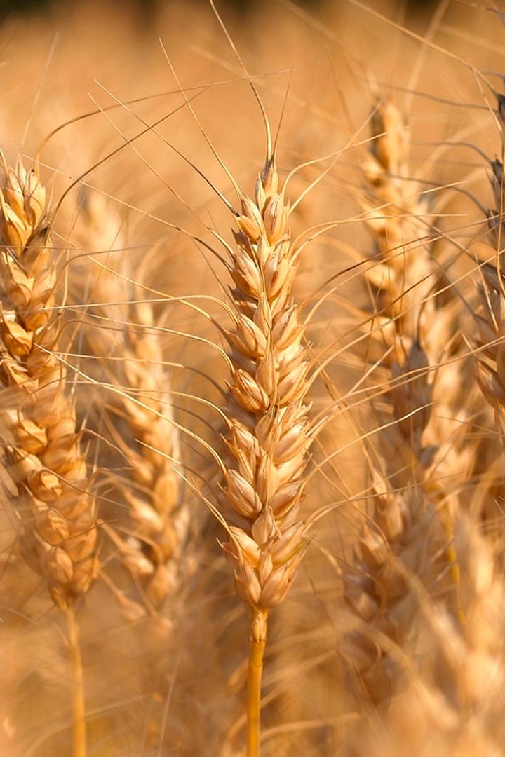 Степной король