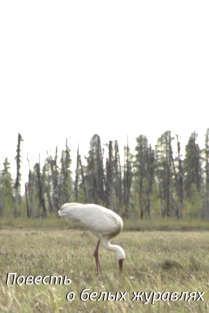 Повесть о белых журавлях