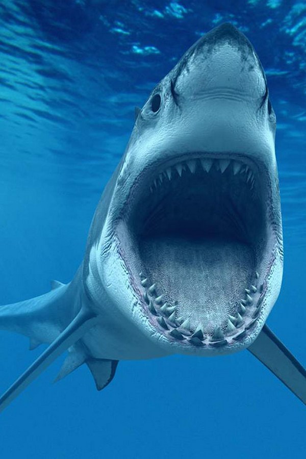Самые большие акулы