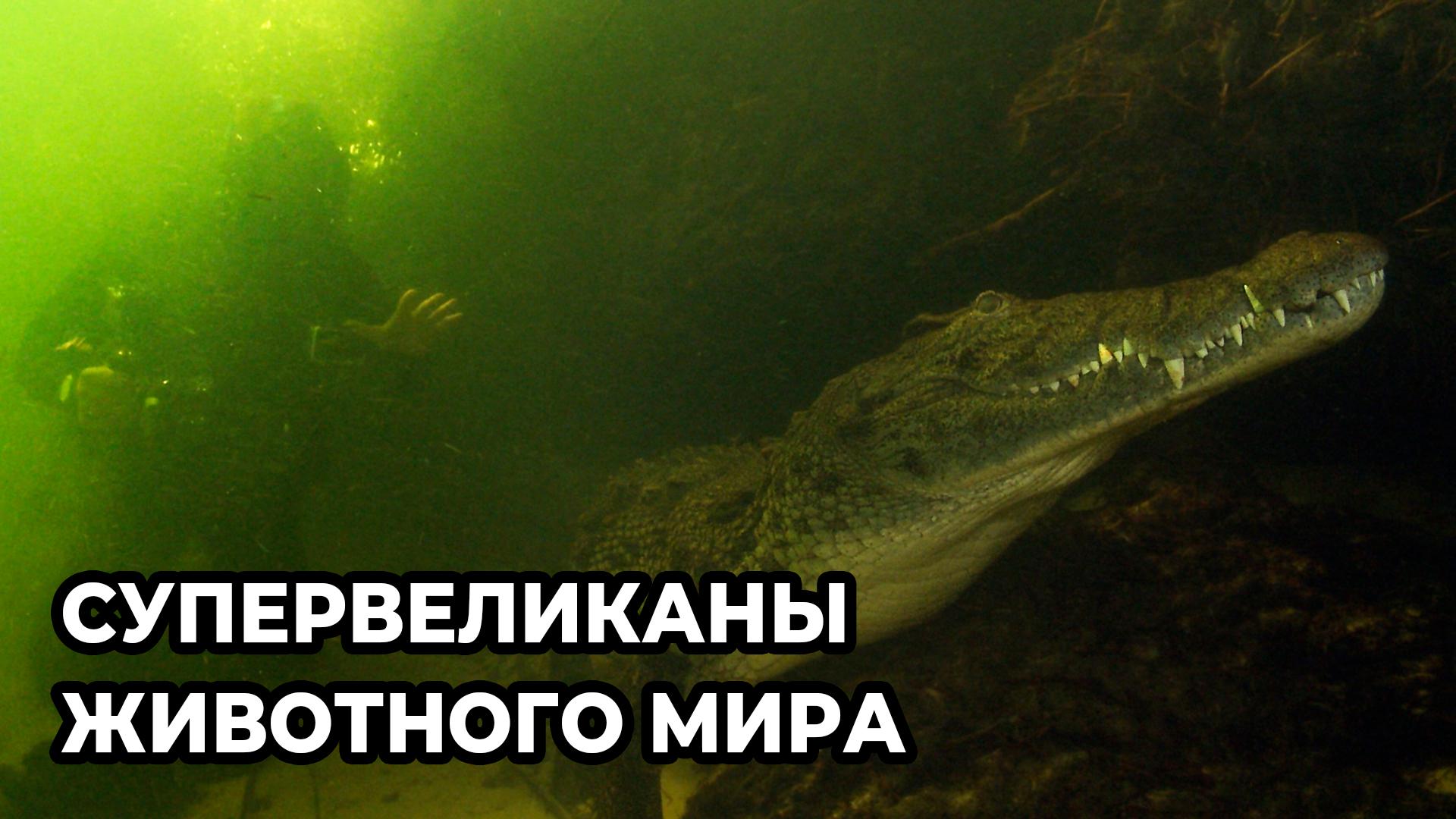 Сверхгигантские животные