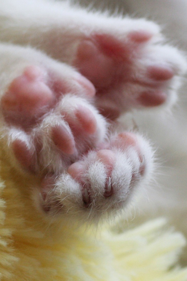 Предлагаю лапу и сердце