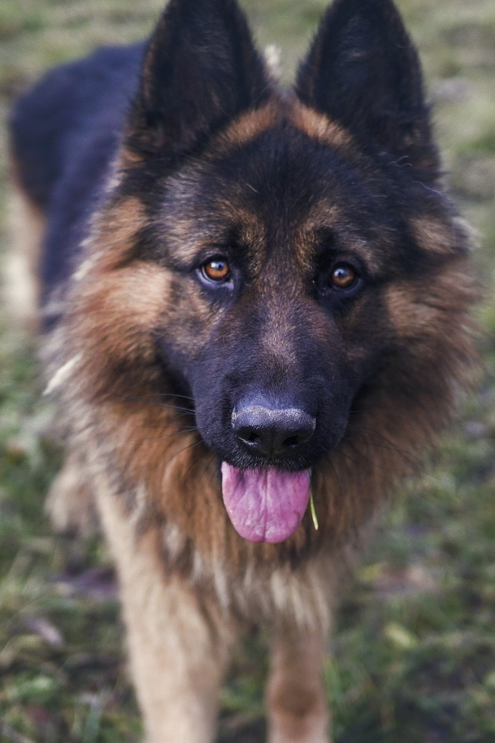 Специальный агент