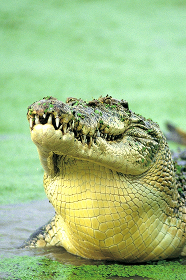 В логове крокодила
