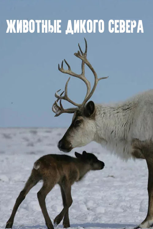 Животные дикого Севера