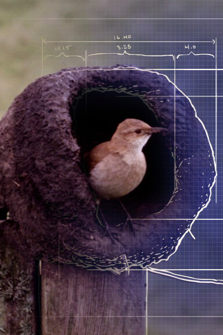 Жилища животных: прирождённые инженеры