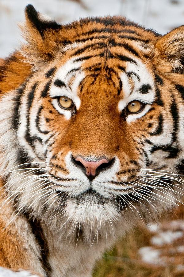 Тропой амурского тигра