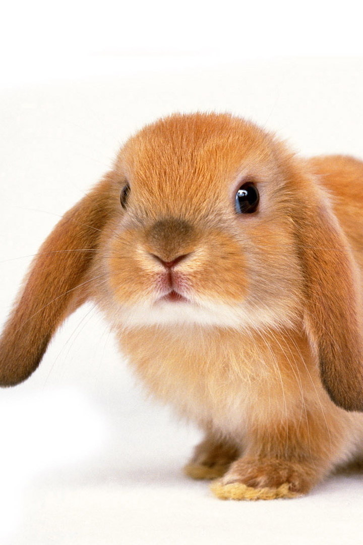 Неприхотливый друг