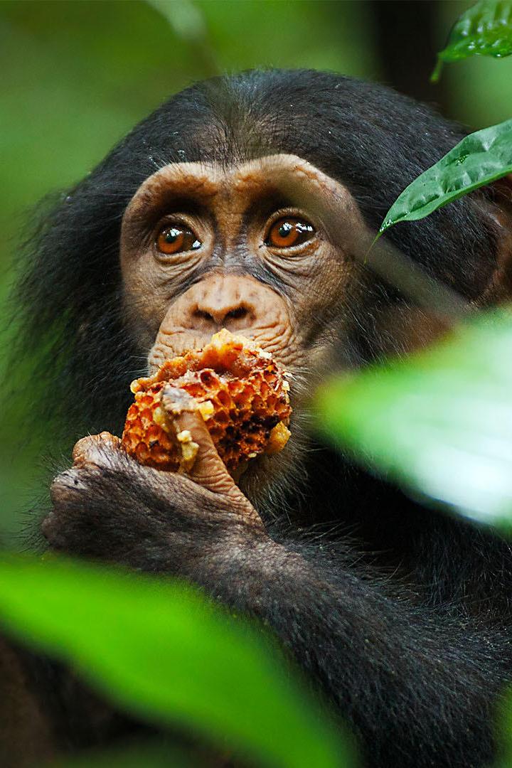 Невероятная история шимпанзе Канель