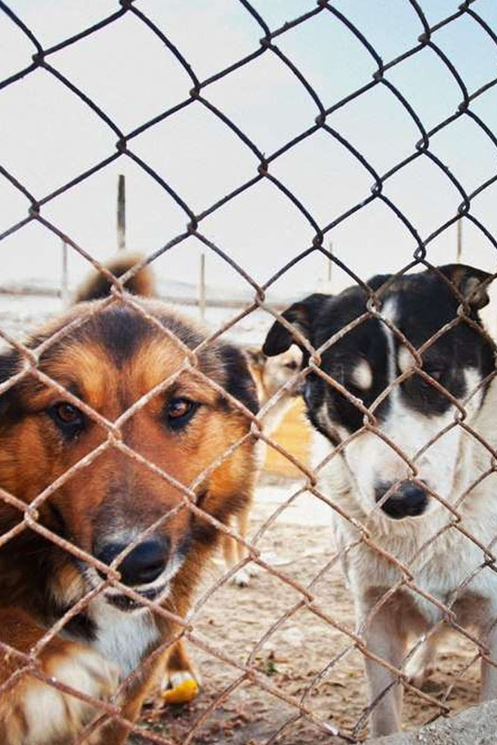 Приют. Битва за жизнь