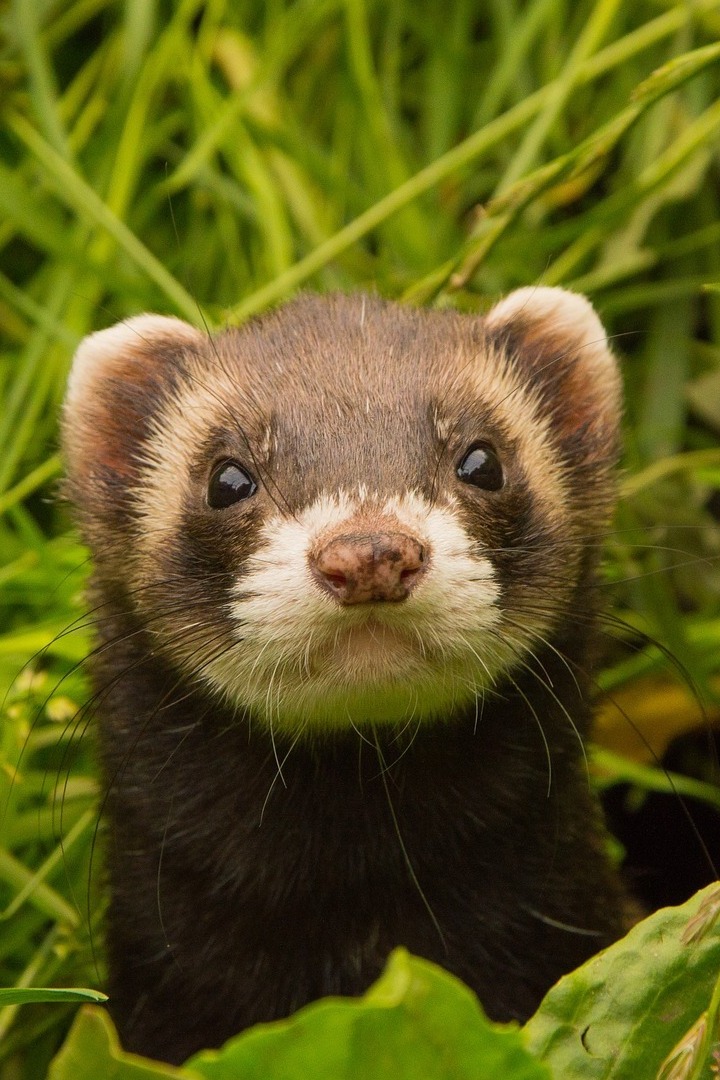 Лесной домашний зверь