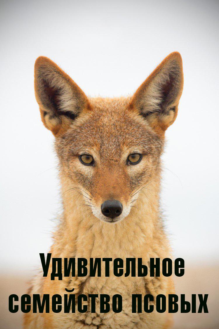 Удивительное семейство псовых