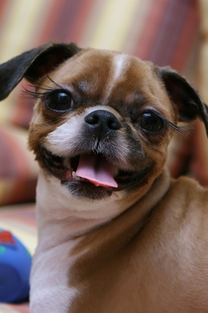 Пушистые блогеры