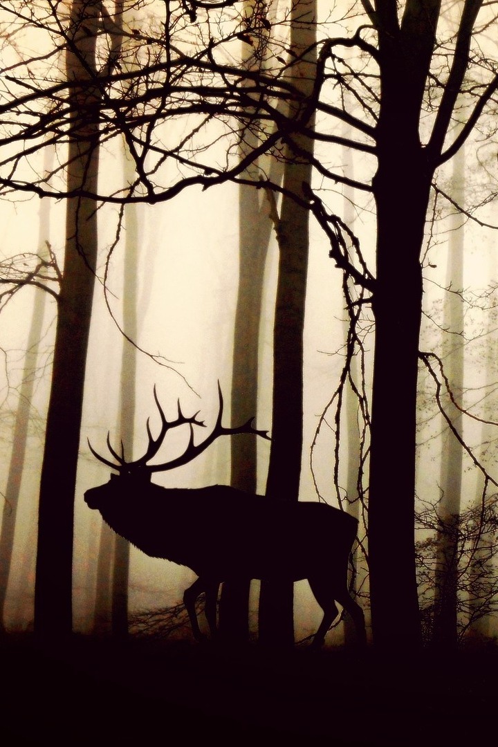 Живой фактор