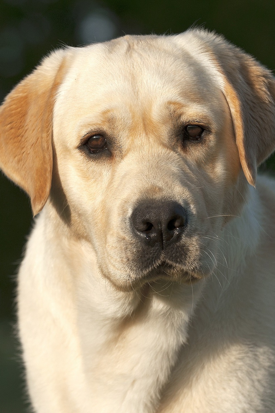 Второй шанс