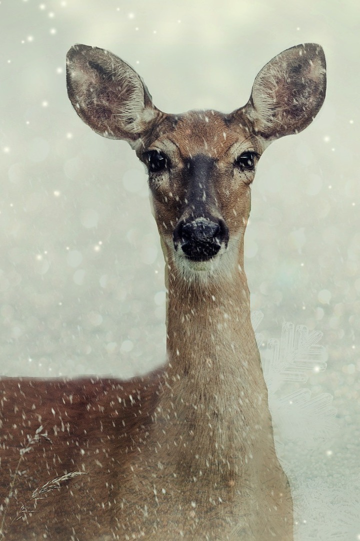 Зверята со всего света