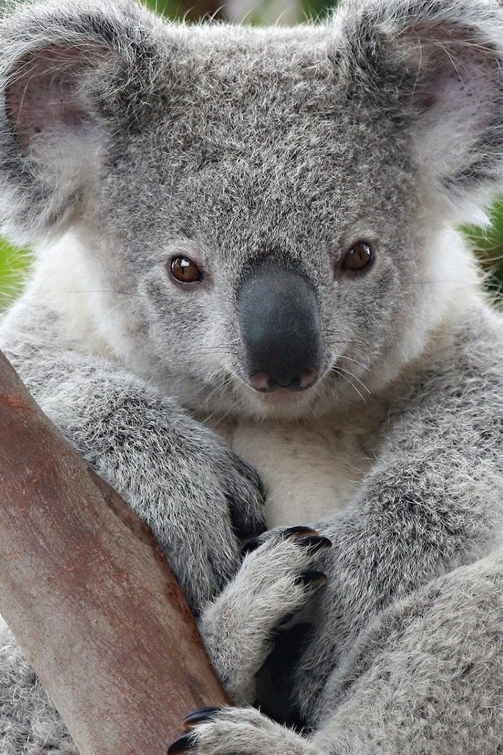 Тайная жизнь коал