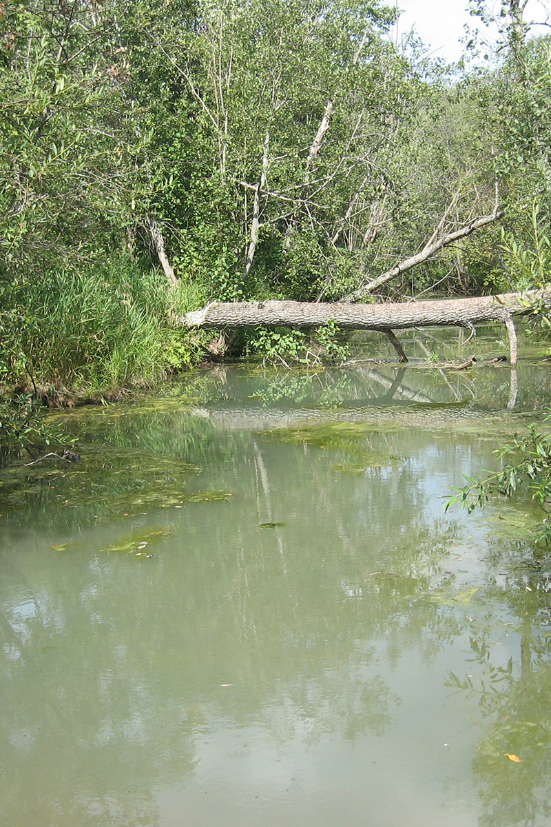 Река Яманелга