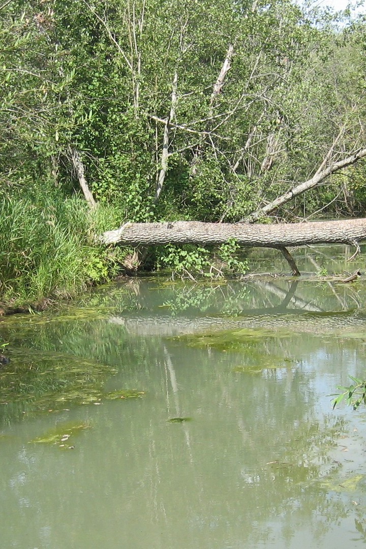 Устье Яманелга