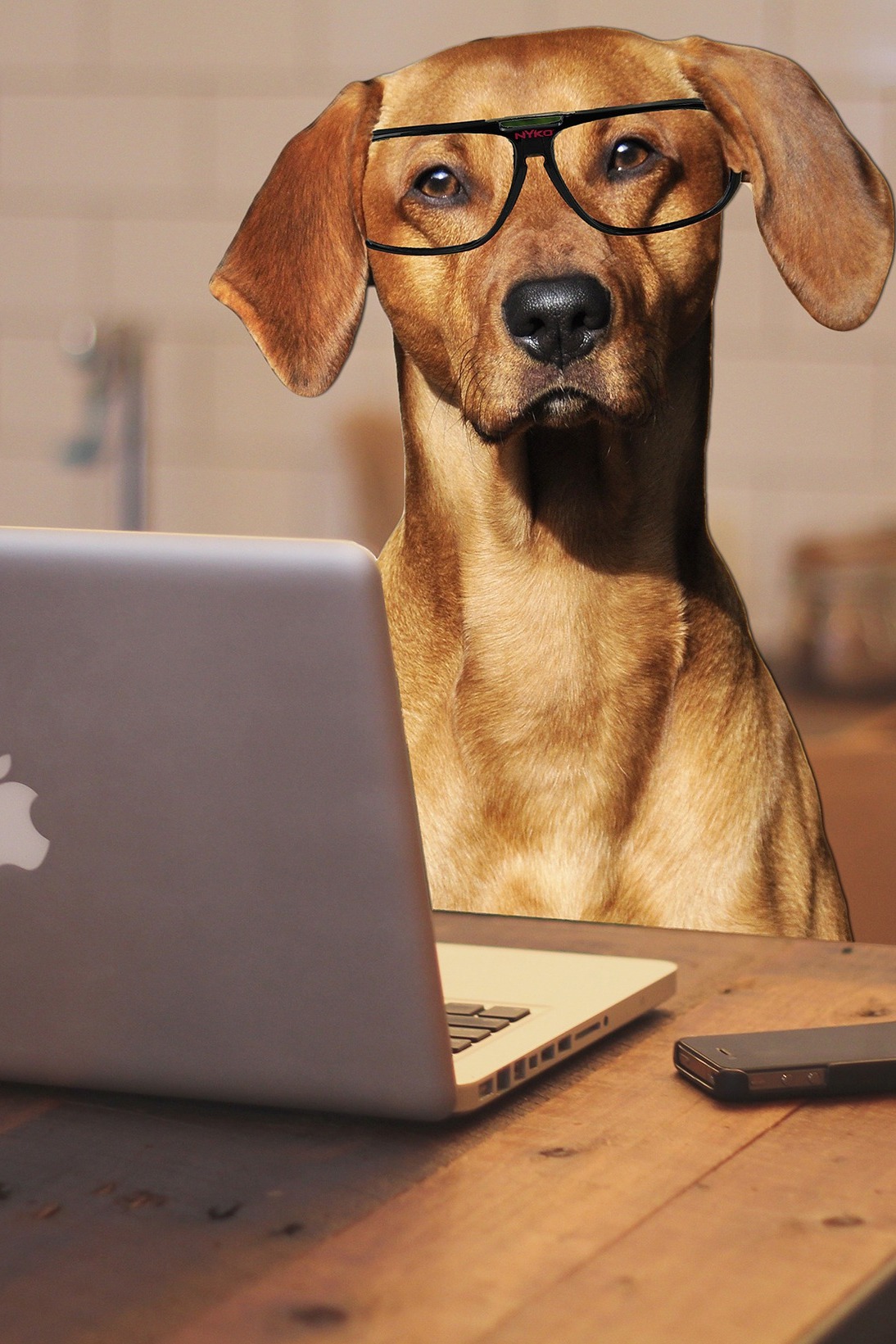 Видео для животных