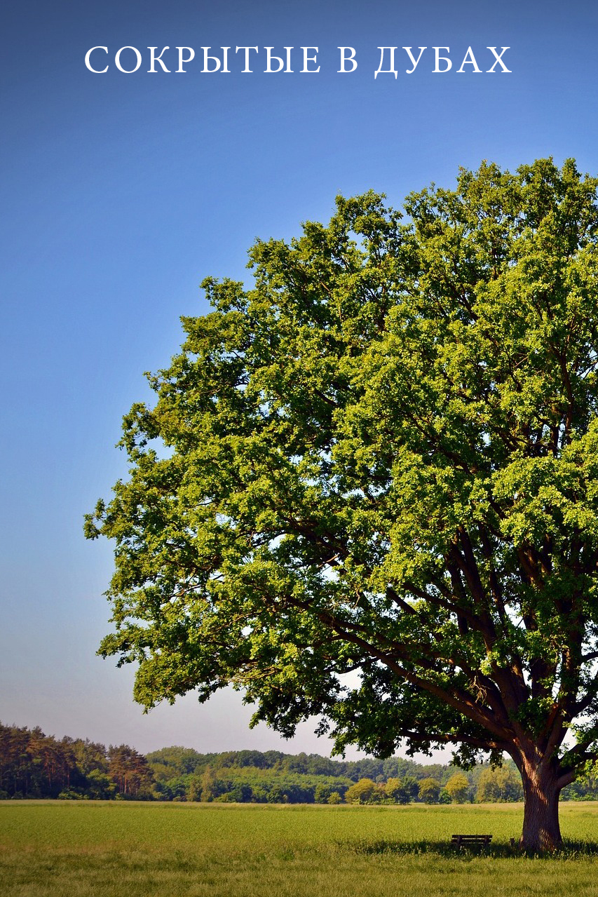 Сокрытые в дубах