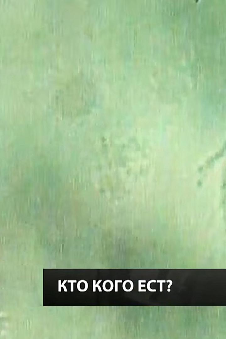 Кто кого ест