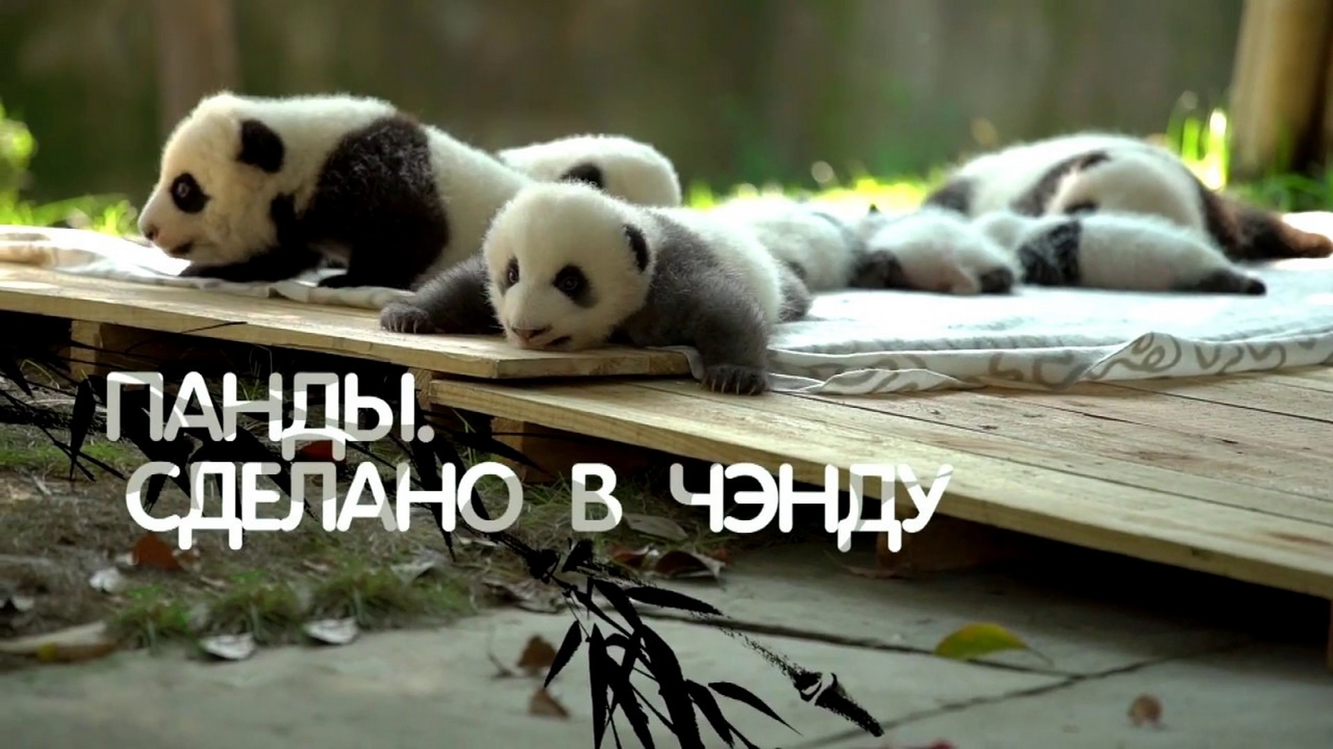 Панды. Сделано в Чэнду