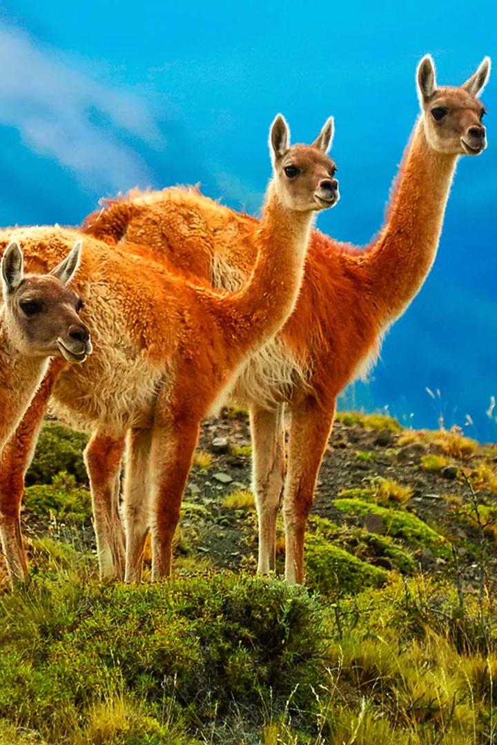 Дикая природа Чили