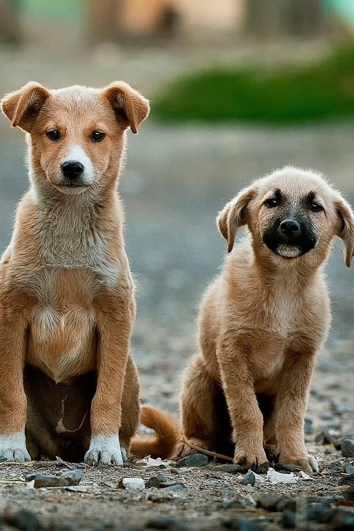 Зоодетвора