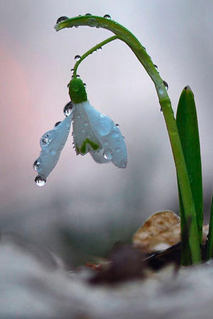 Пробуждение природы