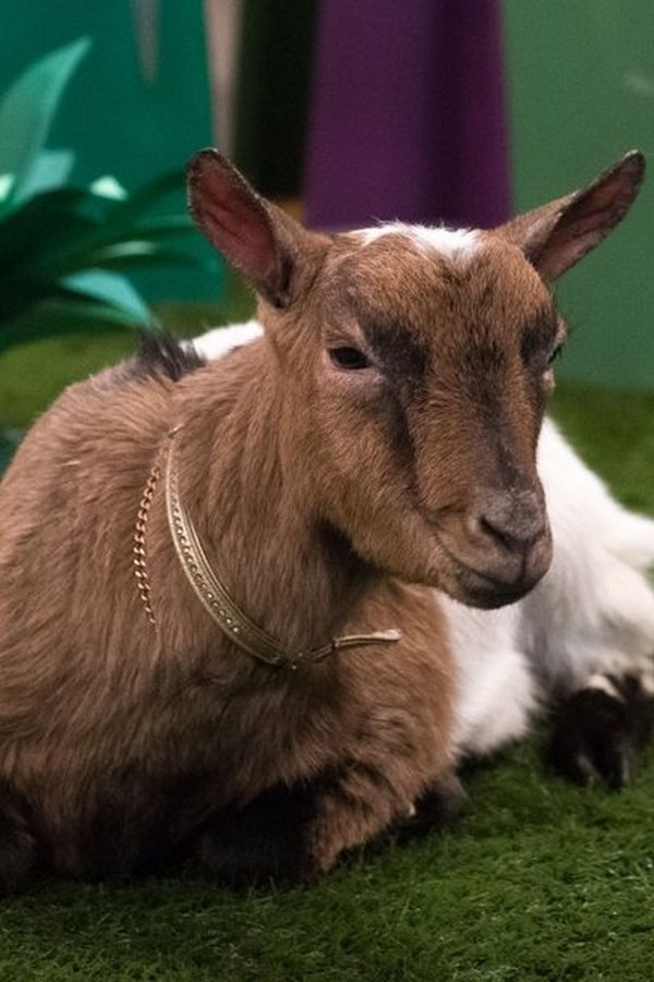 Лапы, морды и хвосты