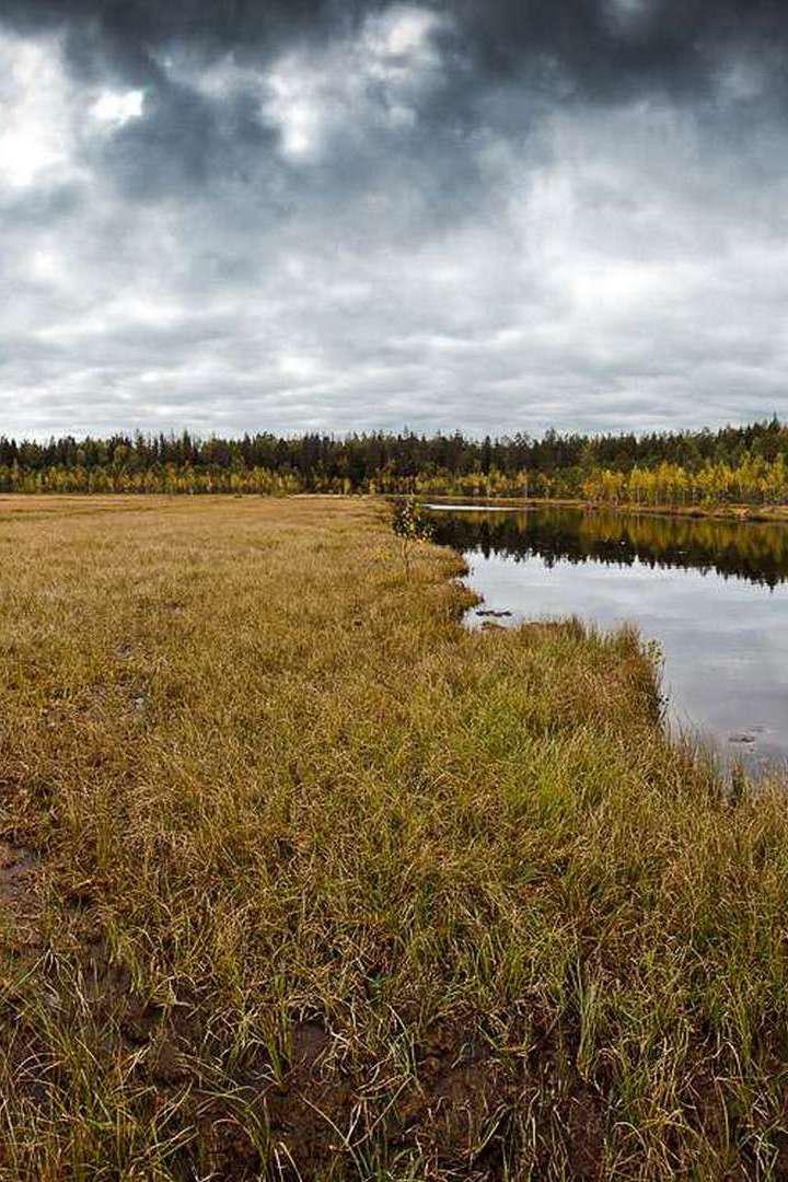 Верховое болото
