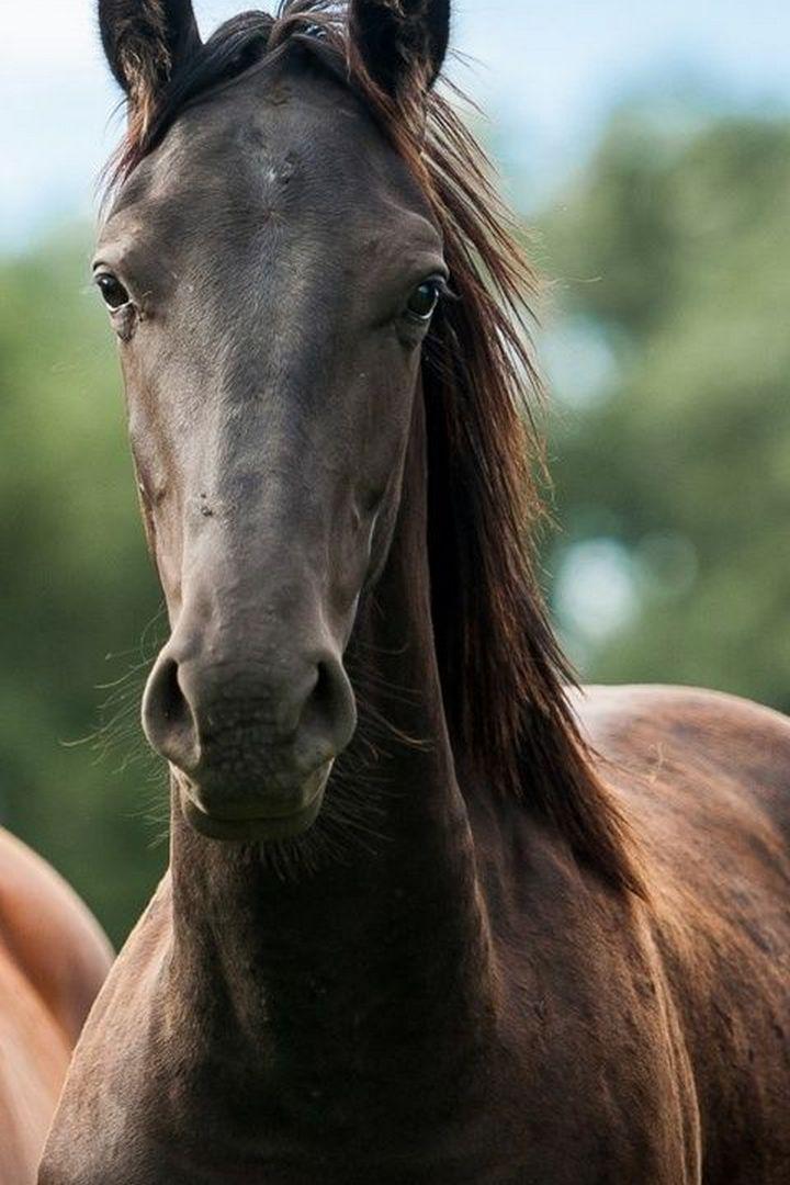 Домашние лошади