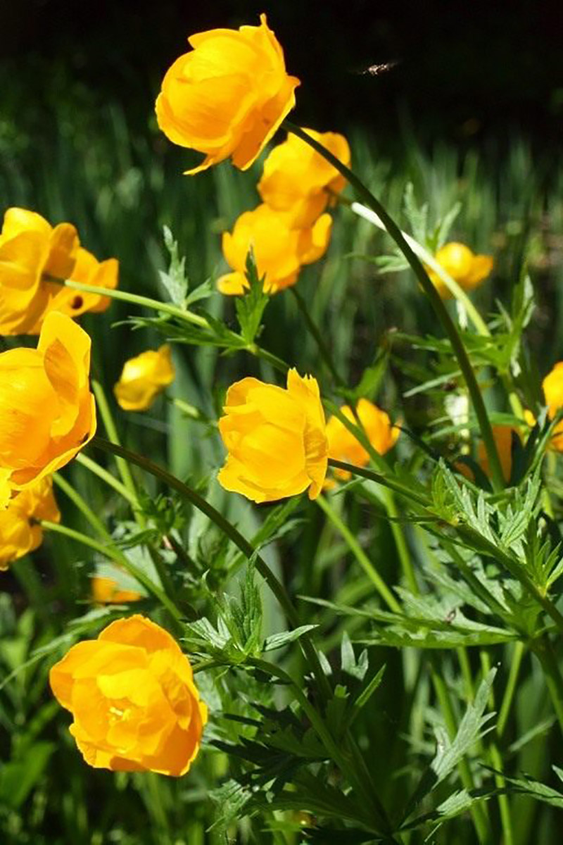 Купальница