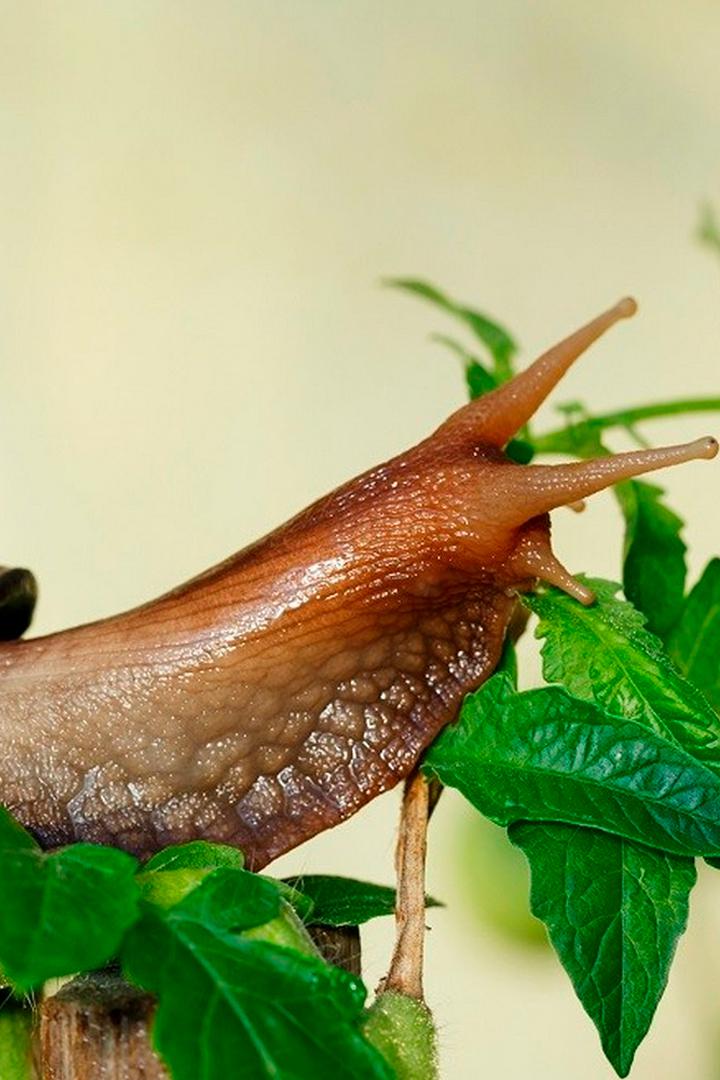 Улитка Ахатина