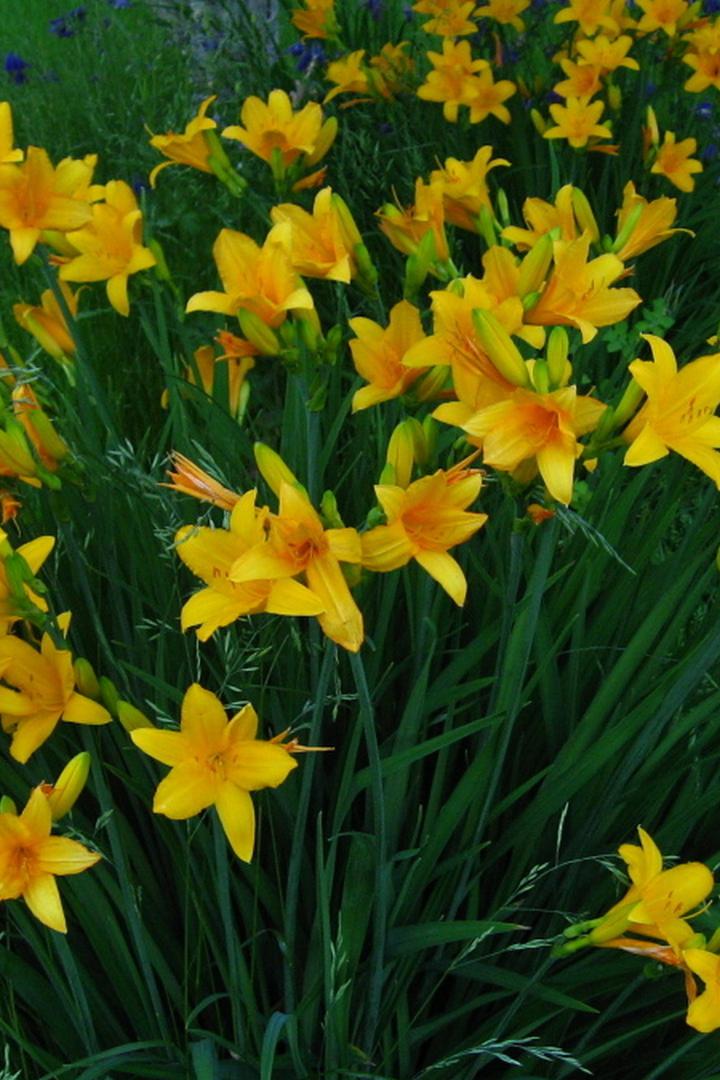 Душистое золото лилейников