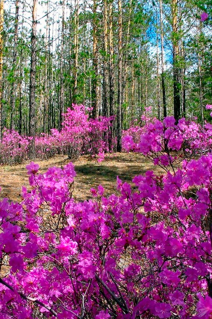 Рододендрон даурский
