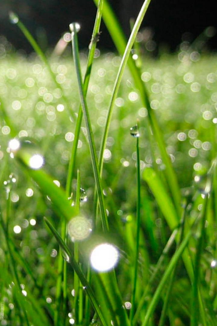 Хрустальный бисер утренней росы