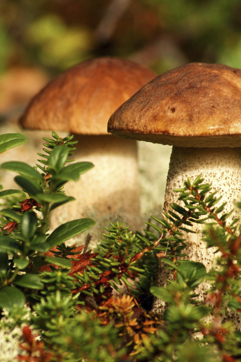 Тайны грибов