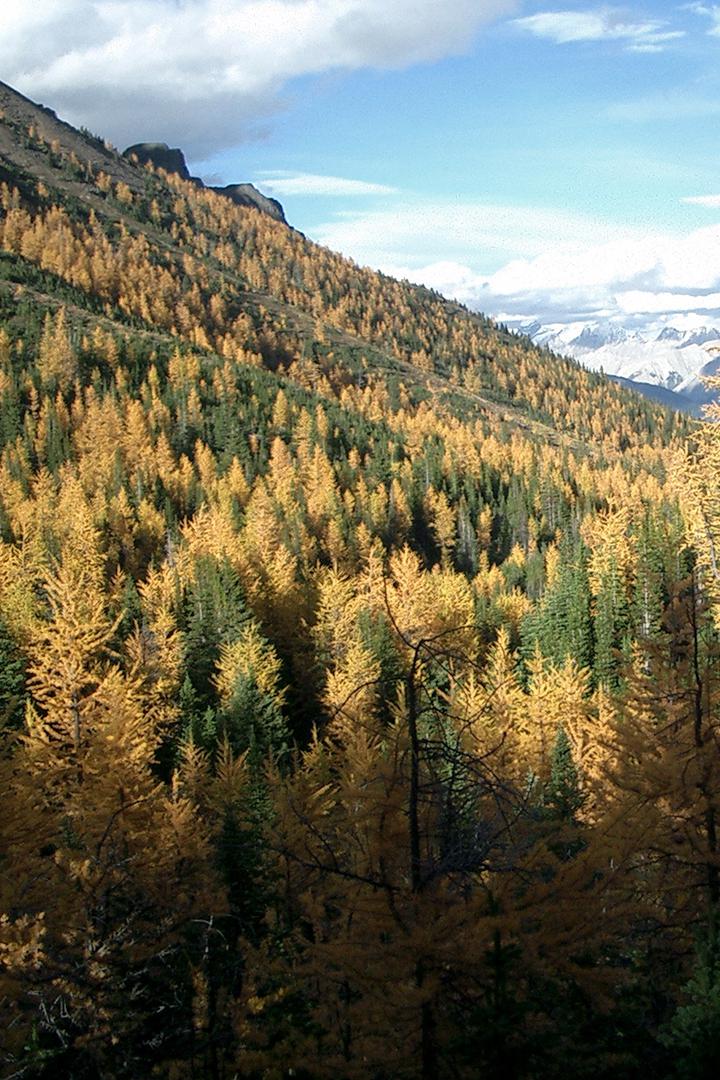 В тишине Тайги