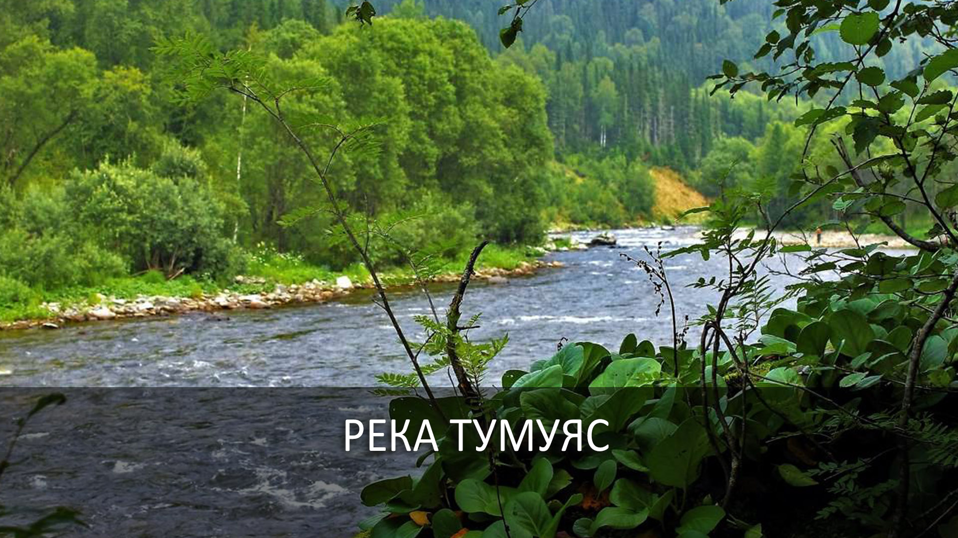 Река Тумуяс