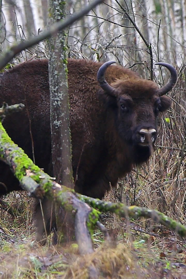 Мир воды. Красный бор