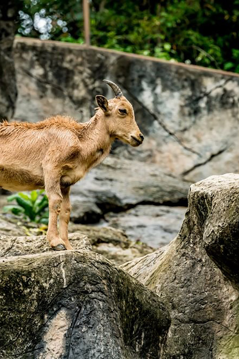 Животный мир Монголии