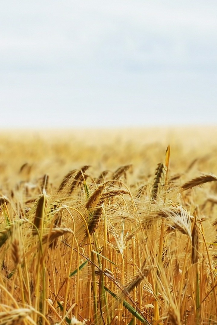 Подвиг хлебороба