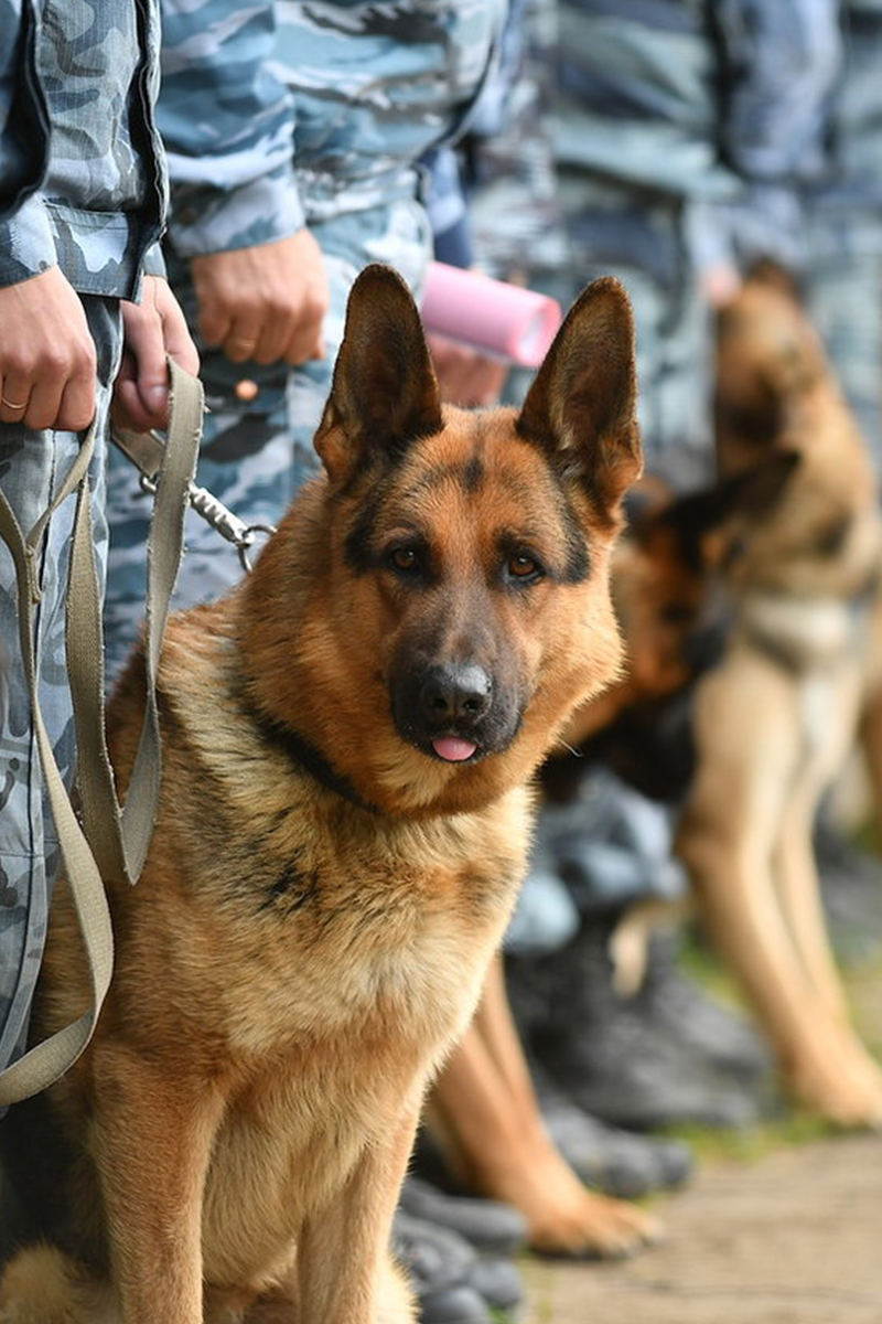 Вызывайте кинолога